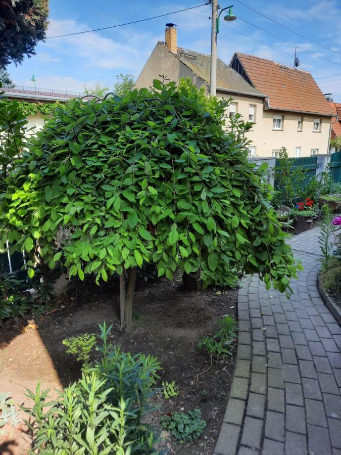 Gaestewohnung Am Thuemmlitzwald Grimma Εξωτερικό φωτογραφία